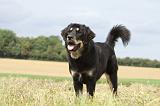 DOGUE DU TIBET 056